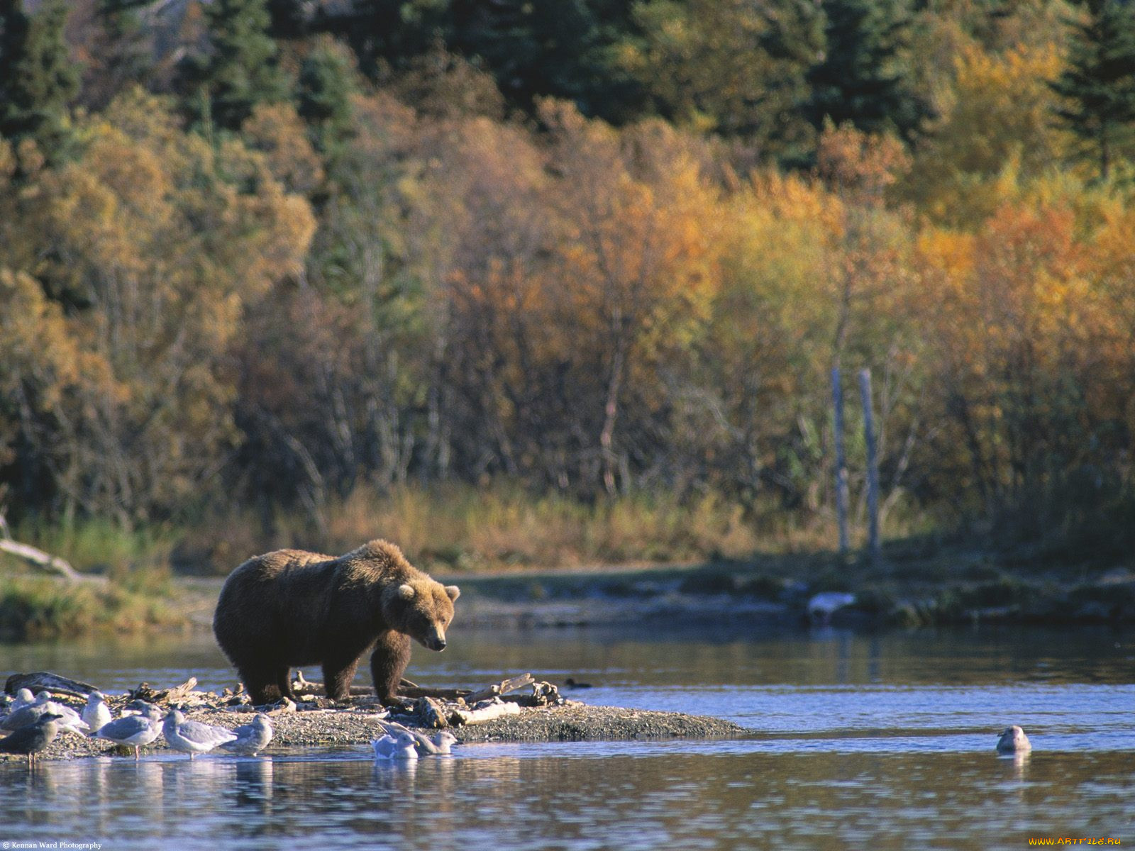 staking, his, claim, brown, bear, alaska, , 
